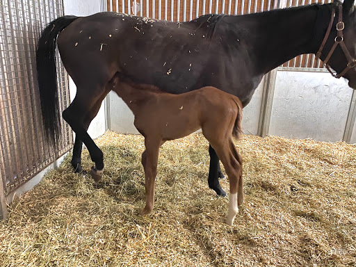 Tularosa Equine Clinic LLC