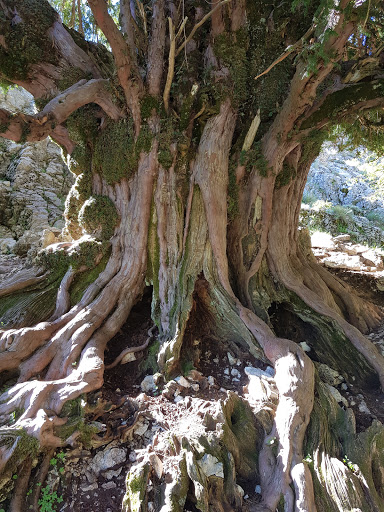 Valle de los Tejos Milenarios