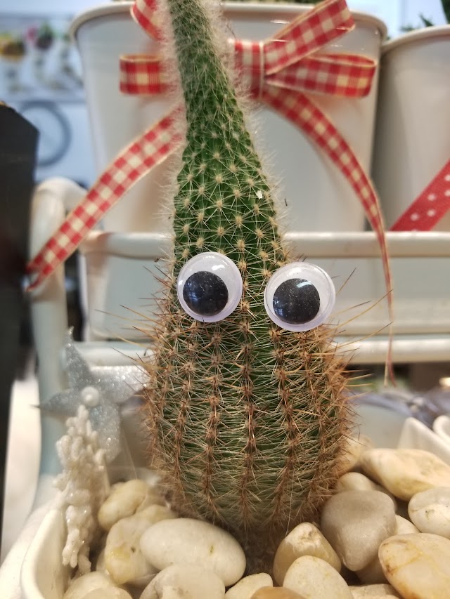 Boba Tree