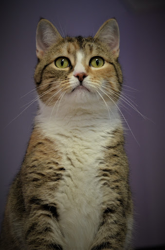 Houlton Humane Society - Thumbnail