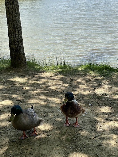 Lago di Decorata.. - Thumbnail