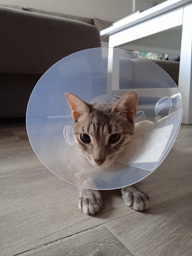 Centro Veterinaria Albeitar