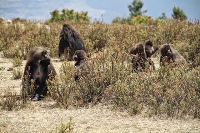 Photos of Highland Eco Trekking Tours Ethiopia