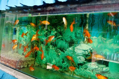 Photos of A-one Aquarium Shop