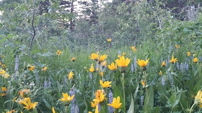 Scout Mountain Campground