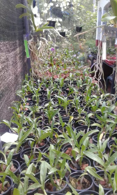 Photos of Damsi Orchids දම්සි ඕකිඩ්