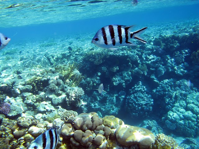 Ras Mohamed Nature Reserve