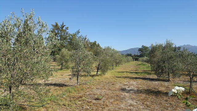 BOERFONTEIN Home of Olivision
