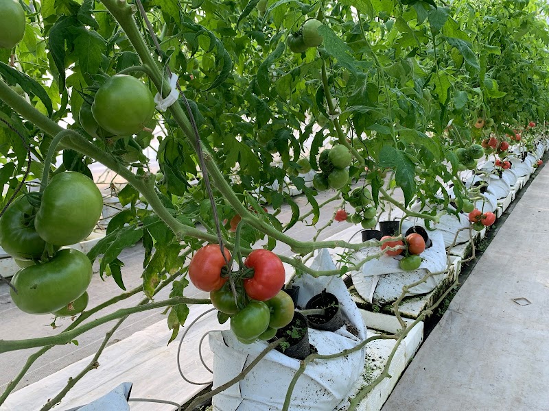 ミえベジキッチンおいで家