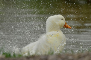 Photo n°50 de Alex Factory à Wierre-Effroy (Hôtel bien-être)