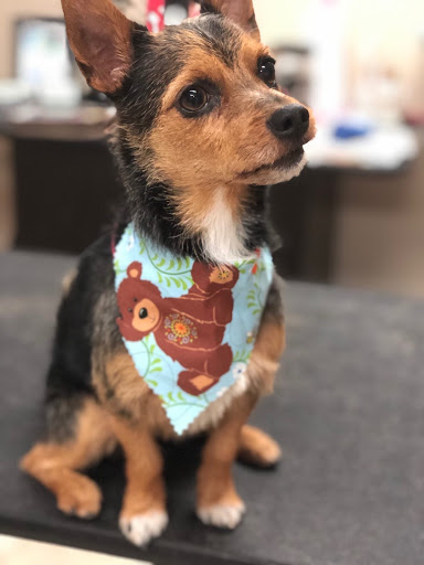 A Boutique 4 Paws - Thumbnail