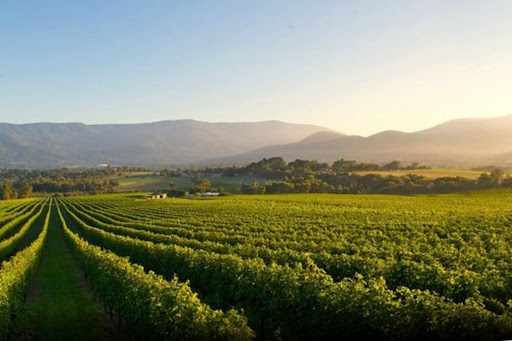 Your Winery Experience