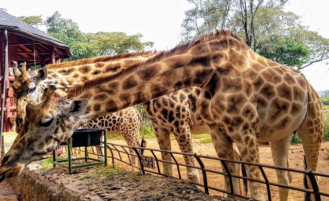 Giraffe Centre