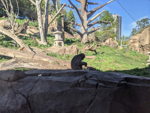 Regenstein Macaque Forest - Visual
