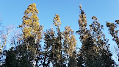 Photos of Municipal de Pucon Park
