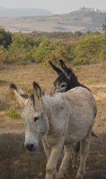 Photo n°22 de LOC D'ÂNES à Rennes-le-Château (Centre de loisirs)