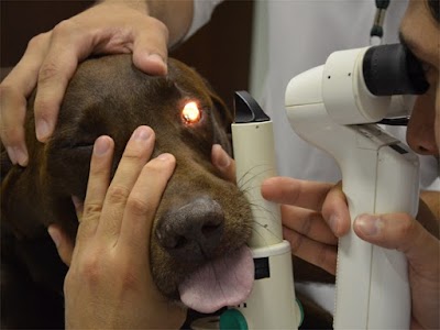 veterinary-care