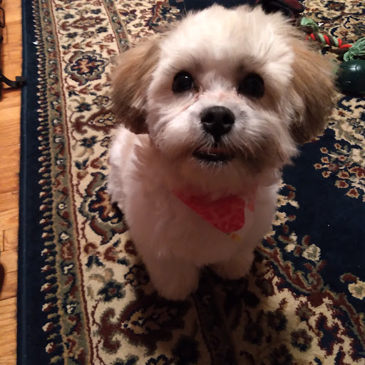 Angela's Grooming & Doggie Spa - Thumbnail