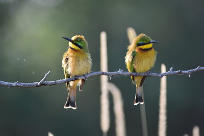 Photos of Moremi Game Reserve