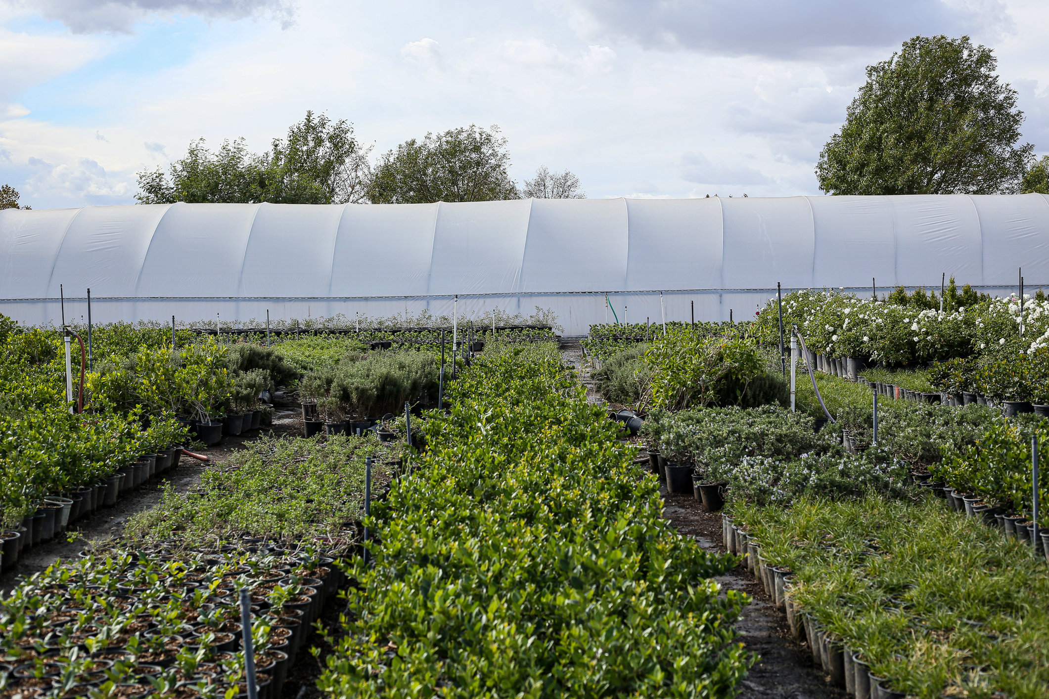 S & S Plant Growers