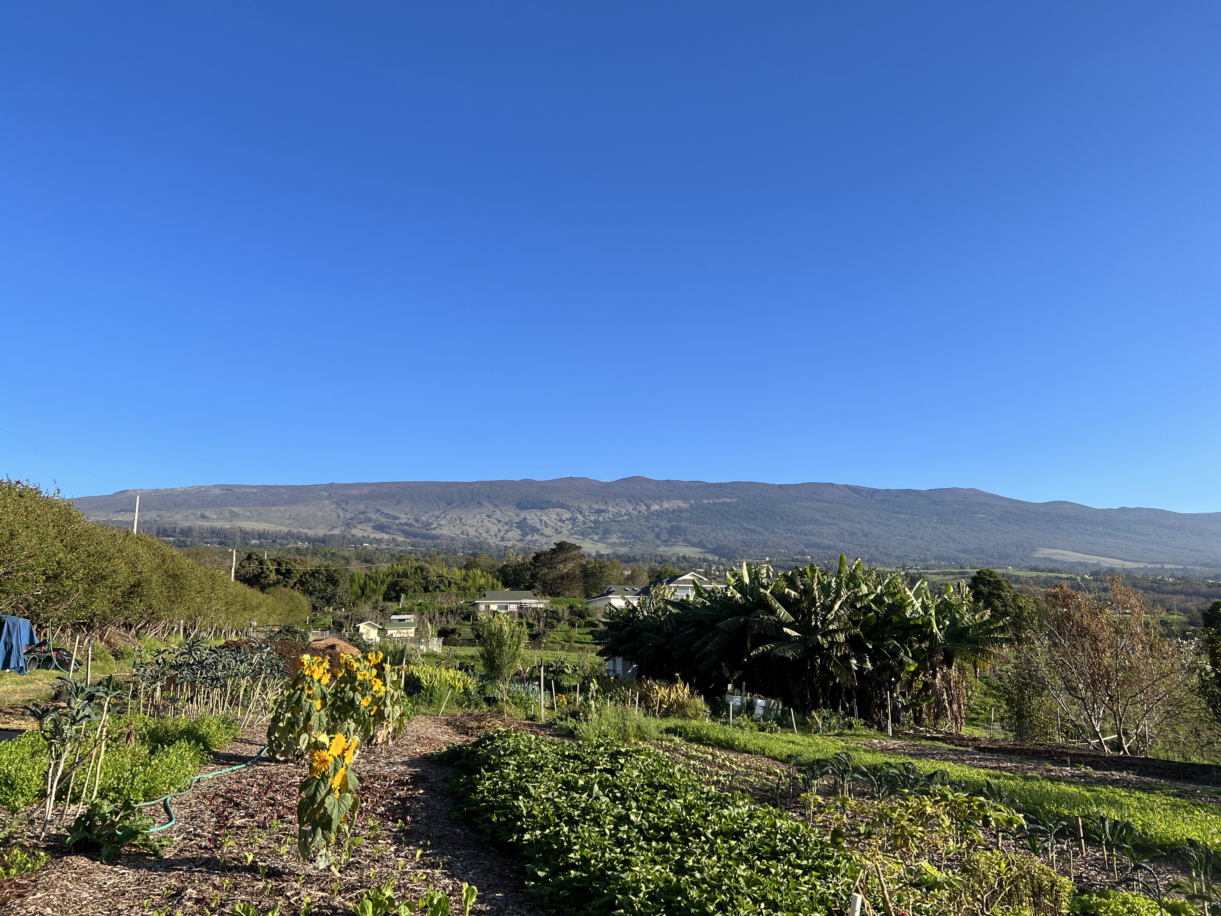 Maui Bees Farm
