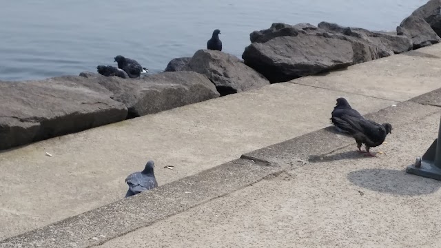 Han River Walking Paths