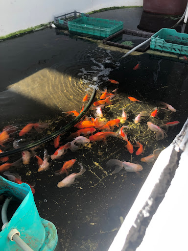 Laboratorio de peces y crustáceos