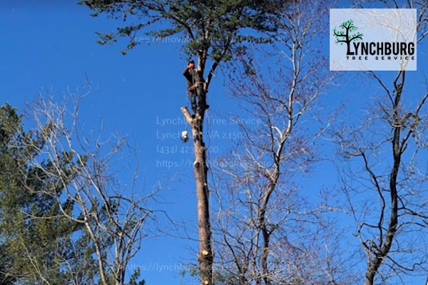 Arborist tree care services in Lynchburg, VA