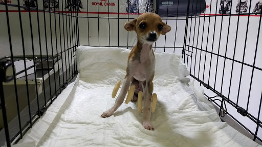 Clínica Veterinaria Mazteck - Thumbnail