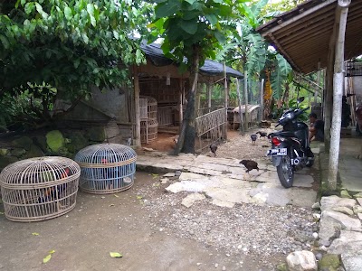 Photos of Peternakan Ayam Buras Manunggal Suyanto Seminwetan