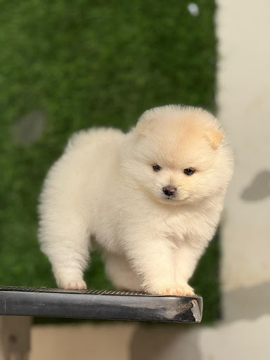 Snow white pom male puppy available for pet love's, for more details please call or whatsapp me... post image