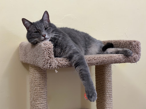 Metz Petz Veterinary Clinic Ada - Thumbnail