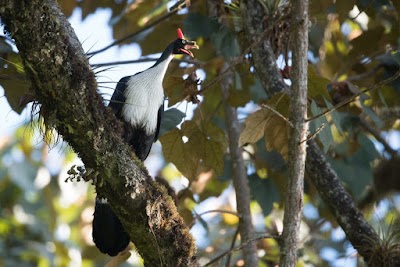 Los Tarrales Natural Reserve