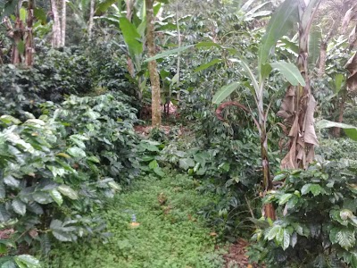 Photos of comercial pinalejo stihl
