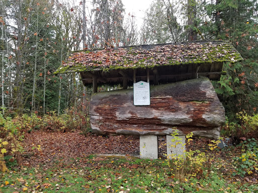 Larsen Log - Visual