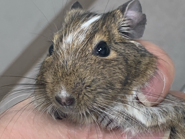 アルフペットクリニック