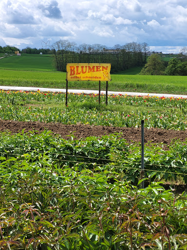 Blumen selbst schneiden / blumen_by_berges - Thumbnail