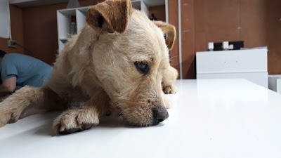 Photos of Consultorio Veterinario Municipal De Talca