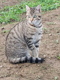Photo n°9 de Lou Safran Mayenne à Gesvres (Ferme bio)