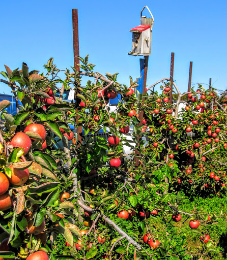 Milburn Orchards - Visual