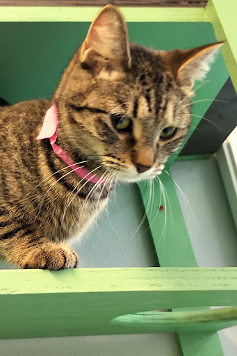 Clatsop County Animal Shelter