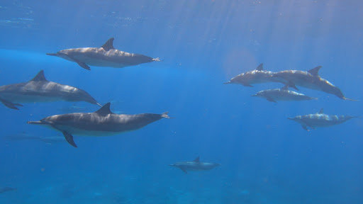 Hawai‘i Surf and Kayak - Thumbnail