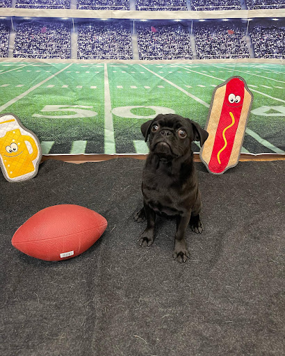 Camp Bow Wow Lee's Summit