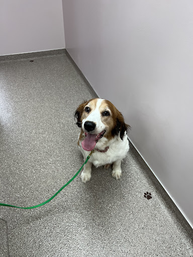 Eastside Dog & Cat Hospital - Thumbnail