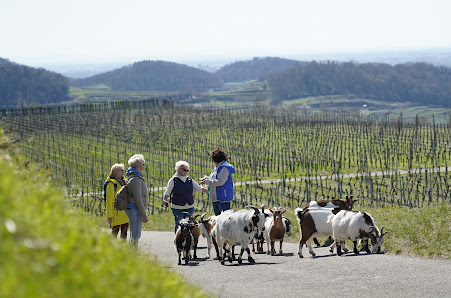 Gästeführungen - Monika Schmidlin Hüttenbergweg 8, 79235 Vogtsburg im Kaiserstuhl, Deutschland