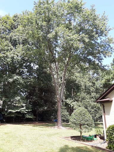RV's Tree Service - Thumbnail
