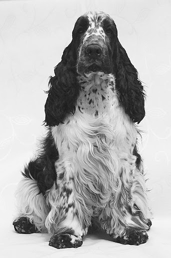 Cockerspaniel "von Ester´s Castle" - Thumbnail