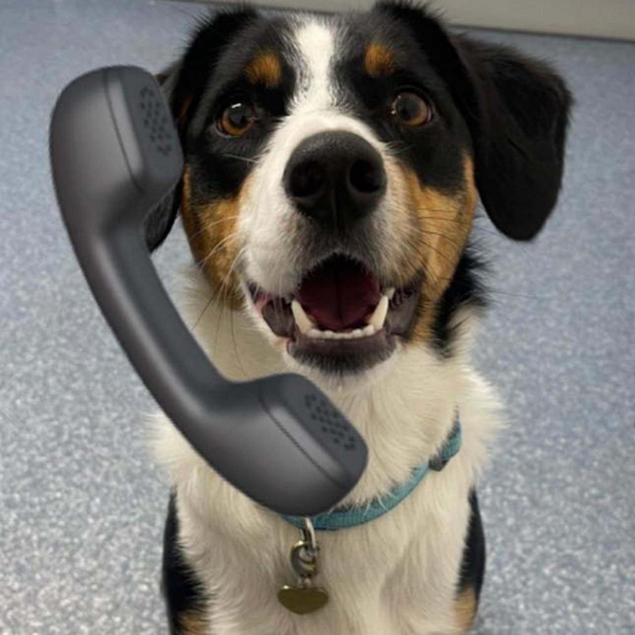 Letterkenny Small Animal Veterinary Veterinarian in Letterkenny