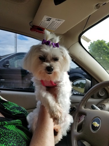 Tailwaggers - Visual