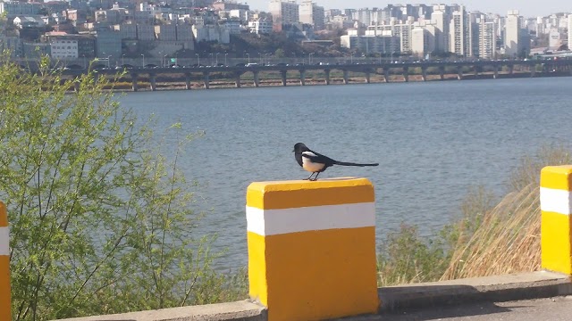 Hangang Park stadium track